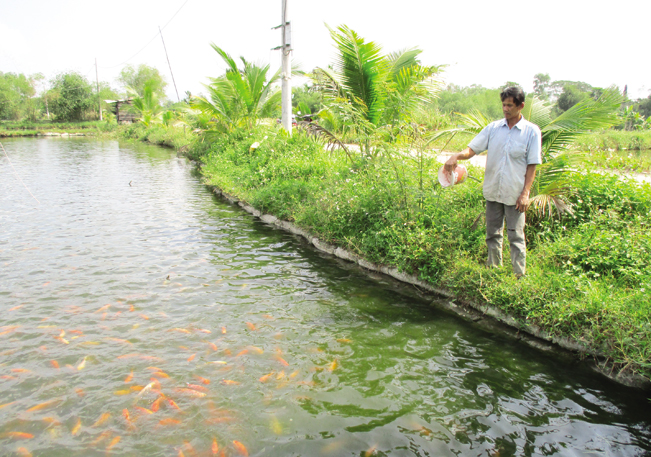 Nhờ nuôi cá nước ngọt mà mỗi năm gia đình ông Nguyễn Liễu, ở thôn Phú Sơn 1 thu nhập trên 150 triệu đồng. Ảnh: HT-HĐ