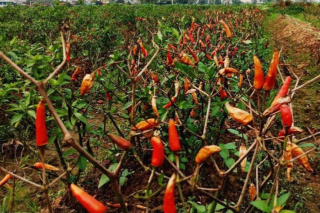 Ruộng ớt của gia đình tại xã Yên Phong (huyện Yên Định) bị phun thuốc chết khô Ruộng ớt của gia đình tại xã Yên Phong (huyện Yên Định) bị phun thuốc chết khô