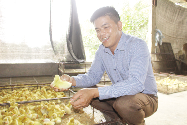 Trung bình mỗi ngày gia đình anh Thắng cung cấp ra thị trường gần 30.000 con vịt giống. Trung bình mỗi ngày gia đình anh Thắng cung cấp ra thị trường gần 30.000 con vịt giống.