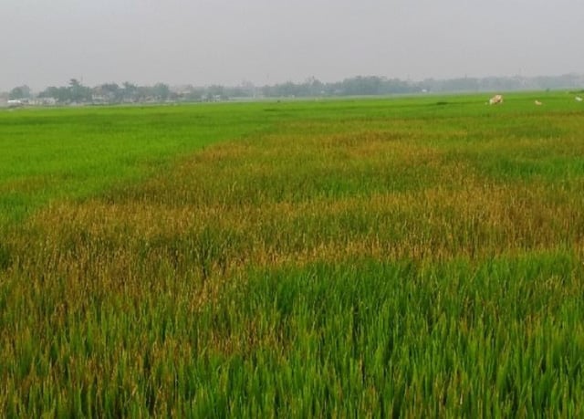 Ruộng lúa của gia đình chị Nam bị phun thuốc cỏ cháy. Ruộng lúa của gia đình chị Nam bị phun thuốc cỏ cháy.