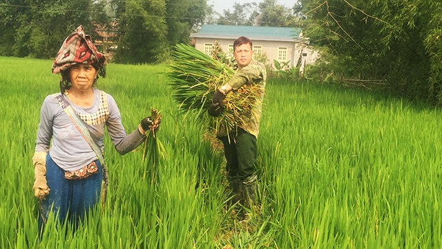 Nông dân bản Noong Nhai 1, xã Thanh Xương vẫn ngày ngày đi cắt “lúa ma” làm thức ăn cho gia súc. Nông dân bản Noong Nhai 1, xã Thanh Xương vẫn ngày ngày đi cắt “lúa ma” làm thức ăn cho gia súc.