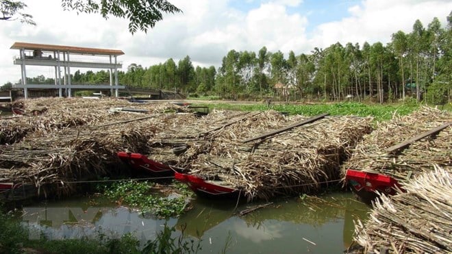Các ghe mía chờ đưa vào nhà máy để ép. (Ảnh: Thanh Hòa/TTXVN) Các ghe mía chờ đưa vào nhà máy để ép. (Ảnh: Thanh Hòa/TTXVN)