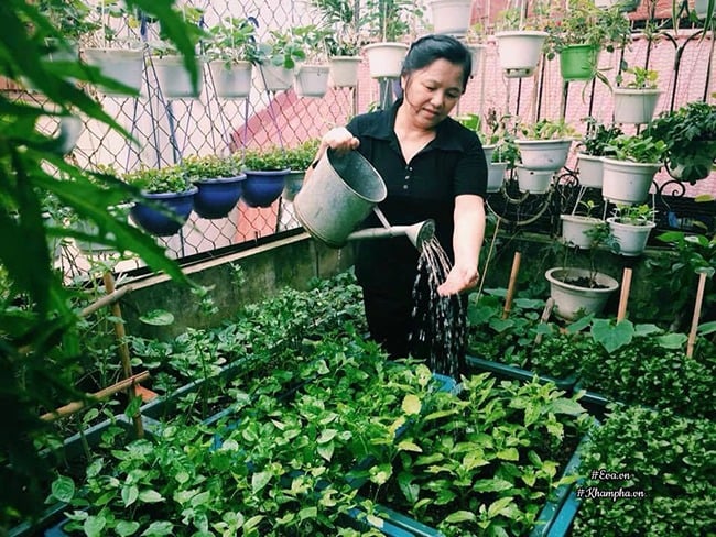 Cô Bùi Thị Nga sở hữu khu vườn trồng rau trên sân thượng 40 m2. Cô Bùi Thị Nga sở hữu khu vườn trồng rau trên sân thượng 40 m2.