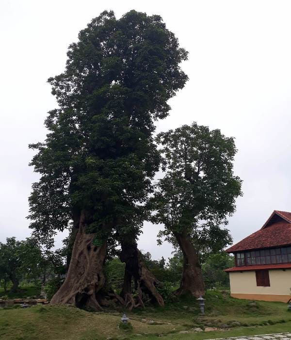 Cây cổ thụ trong khu trang trại.