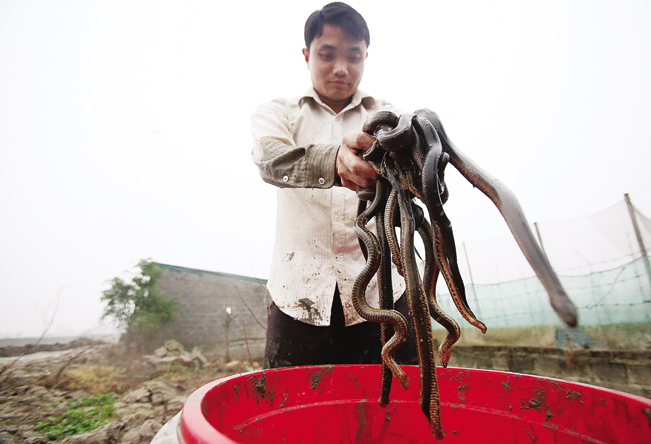 Rắn mòng là loài đẻ con chứ không đẻ trứng, con nặng nhất có thể lên đến 900gram. Rắn mòng là loài đẻ con chứ không đẻ trứng, con nặng nhất có thể lên đến 900gram.