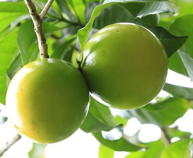 Những trái vú sữa căng bóng, khi chưa chín có màu xanh khác lạ, bắt mắt khiến người ta mới nhìn thôi đã phát thèm. Những trái vú sữa căng bóng, khi chưa chín có màu xanh khác lạ, bắt mắt khiến người ta mới nhìn thôi đã phát thèm.