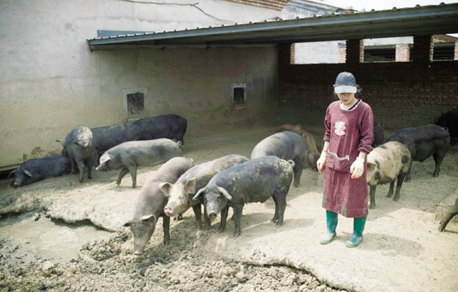 Những người chăn nuôi lợn nhỏ lẻ đang đối mặt với rất nhiều khó khăn, phải thay đổi để thích ứng với chính sách mới. Ảnh: RT. Những người chăn nuôi lợn nhỏ lẻ đang đối mặt với rất nhiều khó khăn, phải thay đổi để thích ứng với chính sách mới. Ảnh: RT.