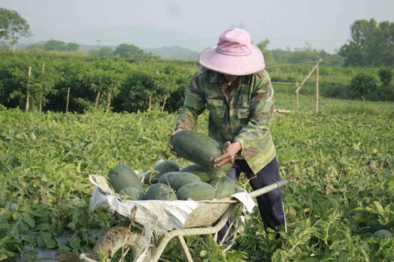 Loại dưa hấu hắc mỹ nhân vụ đầu tháng 5 giá xuống thấp. Ảnh: Nguyễn Trang Loại dưa hấu hắc mỹ nhân vụ đầu tháng 5 giá xuống thấp. Ảnh: Nguyễn Trang