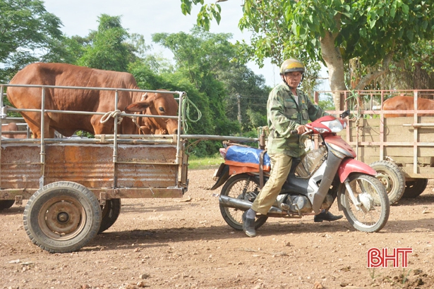 doc dao phien cho nhe, mua ban trau bo bang cach dap tay o ha tinh hinh anh 11