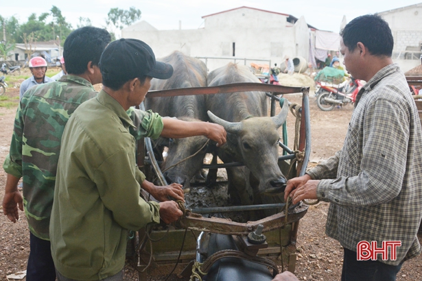 doc dao phien cho nhe, mua ban trau bo bang cach dap tay o ha tinh hinh anh 7