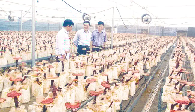Hòa Bình là địa phương đầu tiên áp dụng phương pháp trồng nấm linh chi trên thân cây keo. Hòa Bình là địa phương đầu tiên áp dụng phương pháp trồng nấm linh chi trên thân cây keo.