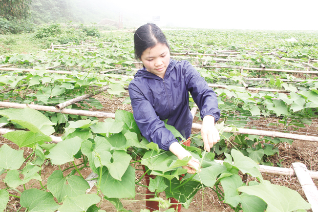 Nông dân Quyết Chiến có thu nhập khá nhờ su su. N.T Nông dân Quyết Chiến có thu nhập khá nhờ su su. N.T