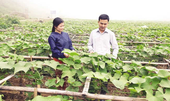 Vườn su su sạch của xã Quyết Tiến.