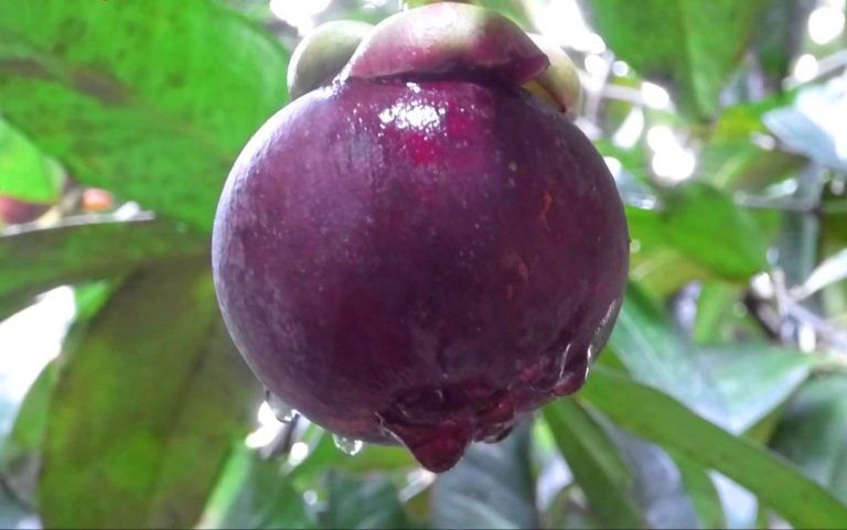 Khách vào thăm quan vườn của gia đình anh Dũng được thưởng thức nhiều loại trái cây ngon, trong đó có măng cụt. Ảnh: IT. Khách vào thăm quan vườn của gia đình anh Dũng được thưởng thức nhiều loại trái cây ngon, trong đó có măng cụt. Ảnh: IT.