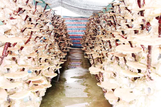 Nấm linh chi từ cây keo có thành phần dược liệu cao. Nấm linh chi từ cây keo có thành phần dược liệu cao.
