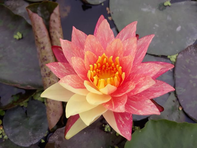 Các loại súng trộn màu cũng được khách Việt yêu thích, tìm mua. Các loại súng trộn màu cũng được khách Việt yêu thích, tìm mua.