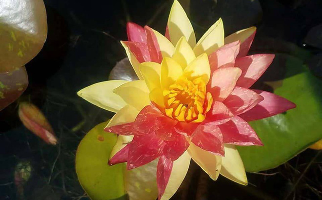Những bông súng đổi màu đang gây Những bông súng đổi màu đang gây