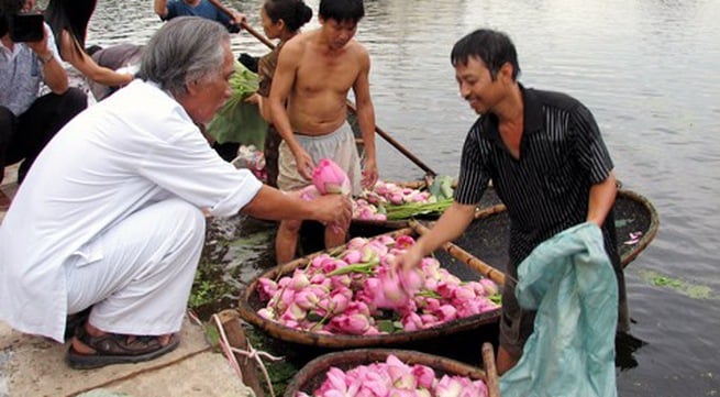 Sen để ướp trà phải là sen chúm chím, chưa nở hết, được hái vào sớm tinh sương. Sen để ướp trà phải là sen chúm chím, chưa nở hết, được hái vào sớm tinh sương.