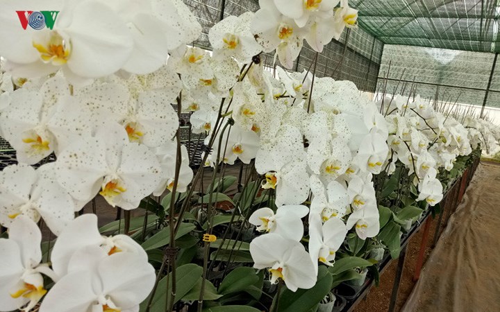Ngoài các loài hoa truyền thống như hoa hồng, cẩm chướng, phong lan...,“vương quốc các loài hoa” Đà Lạt còn xuất hiện nhiều loài hoa lạ. Ngoài các loài hoa truyền thống như hoa hồng, cẩm chướng, phong lan...,“vương quốc các loài hoa” Đà Lạt còn xuất hiện nhiều loài hoa lạ.