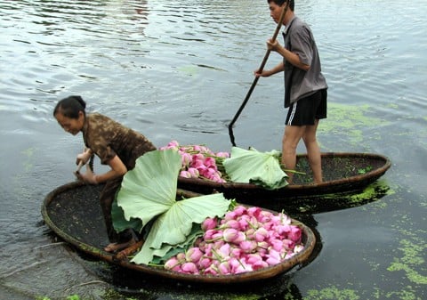 Giờ mua sen ngày càng khó vì các chủ đầm chuyển sang kinh doanh cho thuê chụp ảnh. Giờ mua sen ngày càng khó vì các chủ đầm chuyển sang kinh doanh cho thuê chụp ảnh.