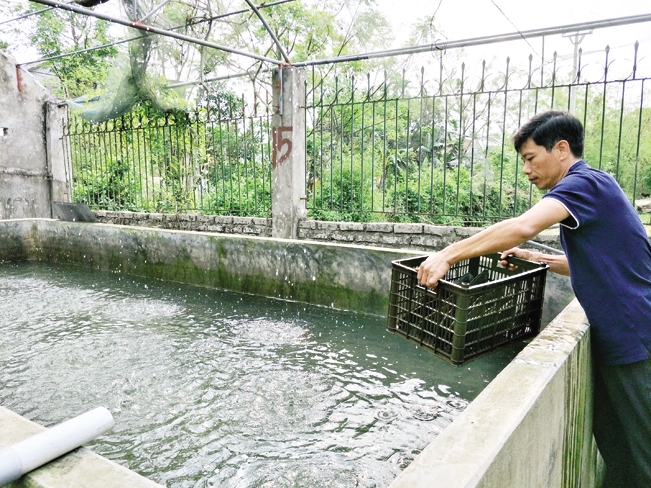 Anh Việt bên bể nuôi dưỡng trai lấy ngọc tại gia đình. Anh Việt bên bể nuôi dưỡng trai lấy ngọc tại gia đình.
