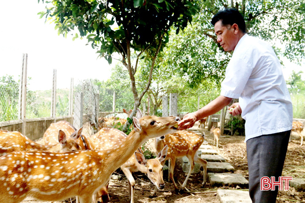 Ngoài trồng cam, rừng nguyên liệu, ông Hùng còn nuôi hươu, lợn rừng mang lại thu nhập cao.