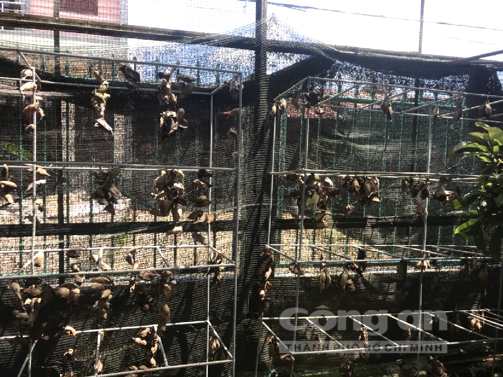 Một góc trang trại nuôi bướm của cơ sở Nguyệt Ánh. Một góc trang trại nuôi bướm của cơ sở Nguyệt Ánh.