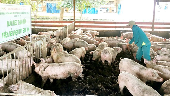 Giá thịt heo hơi tăng mạnh trong vòng 2 năm qua. Giá thịt heo hơi tăng mạnh trong vòng 2 năm qua.