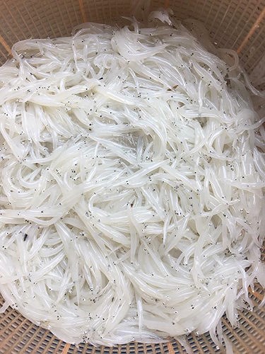 Cá ngần còn có tên gọi khác là cá thủy tinh, cá sữa, cá nến. Đây là loài cá nhỏ bằng đầu đũa, dài chừng 5-7cm, không xương. (Ảnh: IT) Cá ngần còn có tên gọi khác là cá thủy tinh, cá sữa, cá nến. Đây là loài cá nhỏ bằng đầu đũa, dài chừng 5-7cm, không xương. (Ảnh: IT)