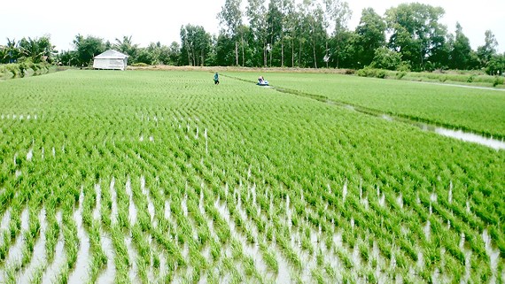 Luân canh mô hình nuôi tôm - lúa hợp lý giúp nông dân Vĩnh Phong vươn lên khá giả. Luân canh mô hình nuôi tôm - lúa hợp lý giúp nông dân Vĩnh Phong vươn lên khá giả.