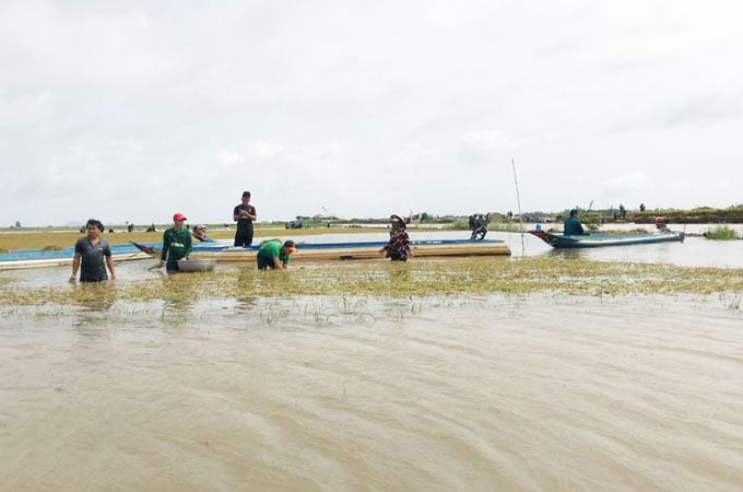 Diện tích lúa ngoài đê bao ở huyện An Phú (An Giang) bị ảnh hưởng bởi mưa kết hợp triều cường.