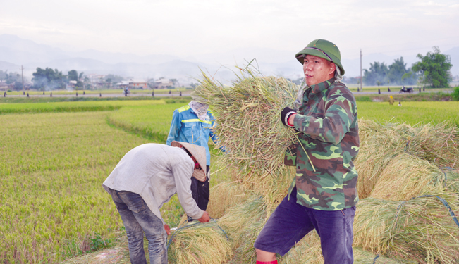 Anh Lường Văn Trung (xã Nghĩa An, thị xã Nghĩa Lộ) cho biết: “Gia đình tôi cấy giống lúa Séng Cù từ nhiều năm rồi “.