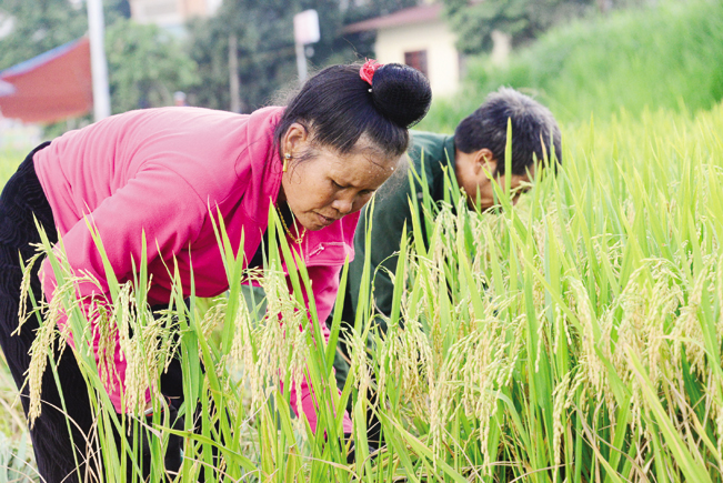 Lúa Séng Cù thân cao, hạt to, chắc, cho hạt gạo màu trắng ngà, nấu cơm lên dậy mùi thơm đặc trưng và ăn rất mềm dẻo.