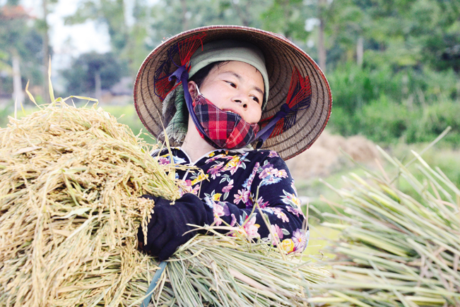 Chị Lường Thị Mây (Nghĩa An, Nghĩa Lộ) khẳng định Séng Cù sẽ là giống lúa chủ lực của gia đình chị và nhiều hộ khác ở thung lũng Mường Lò.