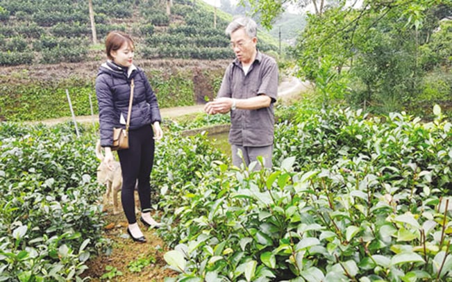 Ông Dung giới thiệu về giống chè quý gia đình mình đang trồng. H.Y