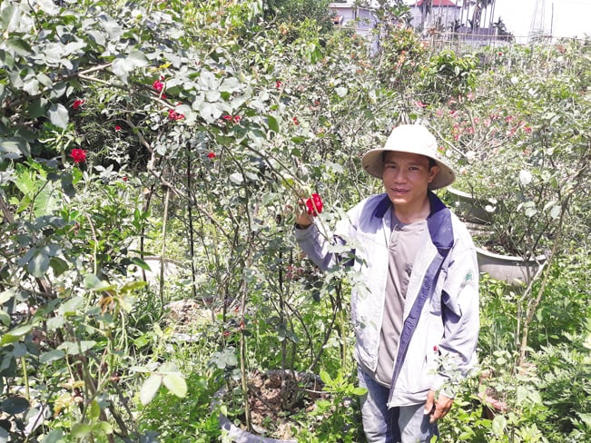 Anh Phạm Viết Toản bên vườn hoa hồng leo cổ. Anh Phạm Viết Toản bên vườn hoa hồng leo cổ.