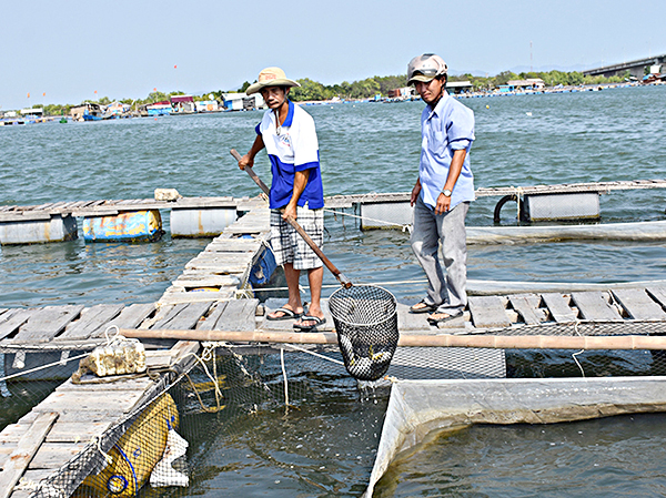 Anh Phạm Hữu Nhiều (tiểu khu 2, sông Chà Và) kiểm tra tình trạng sức khỏe của cá nuôi trên bè. Anh Phạm Hữu Nhiều (tiểu khu 2, sông Chà Và) kiểm tra tình trạng sức khỏe của cá nuôi trên bè.