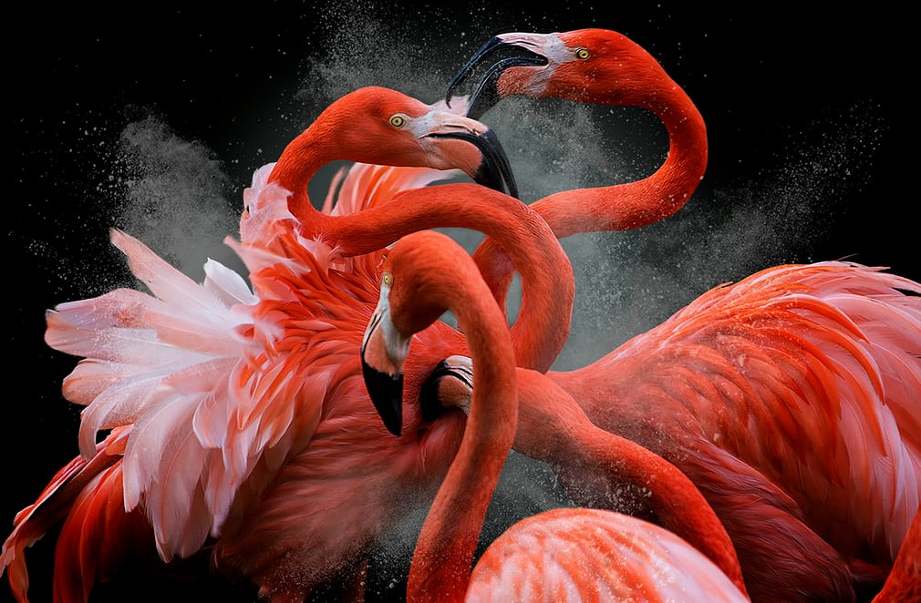 Bức ảnh giúp Pedro Jarque Krebs đoạt giải Bird photographer of the year và chiến thắng ở hạng mục Ảnh sáng tạo. Bức ảnh giúp Pedro Jarque Krebs đoạt giải Bird photographer of the year và chiến thắng ở hạng mục Ảnh sáng tạo.