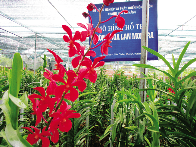 Mỗi cành hoa lan Mokara cắt cành như thế này có giá bán từ 10.000-12.000 đồng, bình quân mỗi tháng anh Nguyễn Xuân Hùng đút túi 30 triệu. ĐH Mỗi cành hoa lan Mokara cắt cành như thế này có giá bán từ 10.000-12.000 đồng, bình quân mỗi tháng anh Nguyễn Xuân Hùng đút túi 30 triệu. ĐH