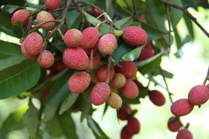 Quả trường có thể ăn chấm muối ớt hoặc lột vỏ ngâm với đường, muối ớt đều rất ngon. Ảnh tinnhanhchungkhoan. Quả trường có thể ăn chấm muối ớt hoặc lột vỏ ngâm với đường, muối ớt đều rất ngon. Ảnh tinnhanhchungkhoan.