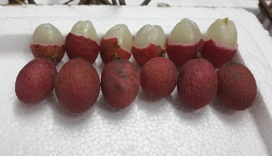 Cây trường cho quả giống như quả vải thành từng chùm. Khi chín có màu đỏ rất đẹp, to bằng đầu ngón tay cái, có vị chua ngọt. Ảnh blogspot. Cây trường cho quả giống như quả vải thành từng chùm. Khi chín có màu đỏ rất đẹp, to bằng đầu ngón tay cái, có vị chua ngọt. Ảnh blogspot.
