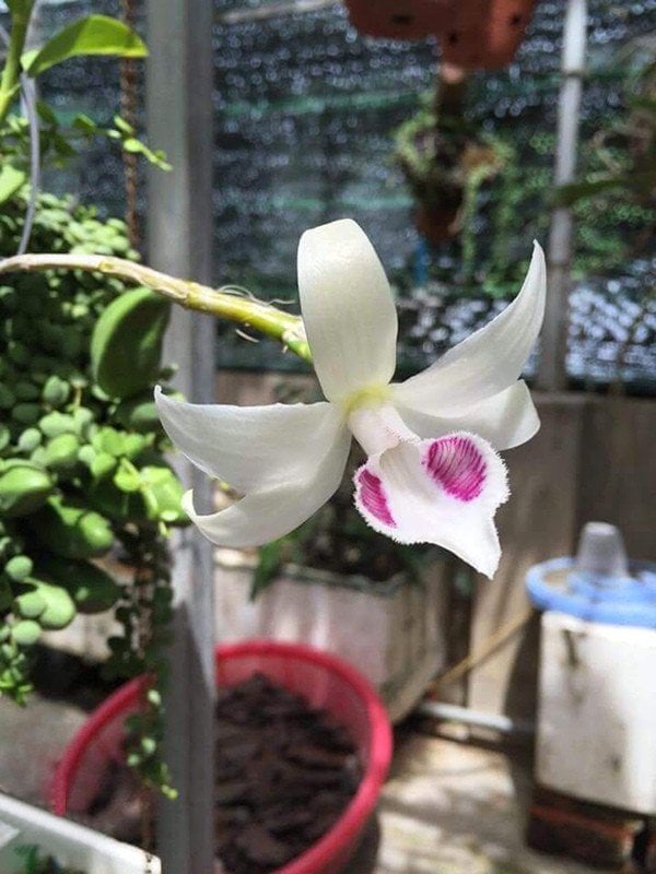 Bông hoa lan phi điệp 5ct mắt xước trên chậu hoa giá 2,7 tỉ đồng vừa giao dịch thành công. Bông hoa lan phi điệp 5ct mắt xước trên chậu hoa giá 2,7 tỉ đồng vừa giao dịch thành công.