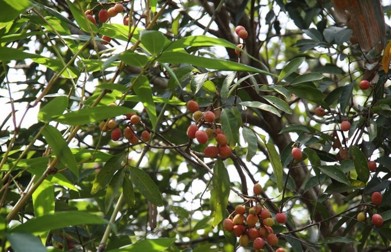 Cây trường thuộc loại cây tán rộng, lâu năm nên sau khi chặt các nhánh cây, cây vẫn tiếp tục mọc ra nhánh khác xum xuê hơn. Ảnh blogspot. Cây trường thuộc loại cây tán rộng, lâu năm nên sau khi chặt các nhánh cây, cây vẫn tiếp tục mọc ra nhánh khác xum xuê hơn. Ảnh blogspot.