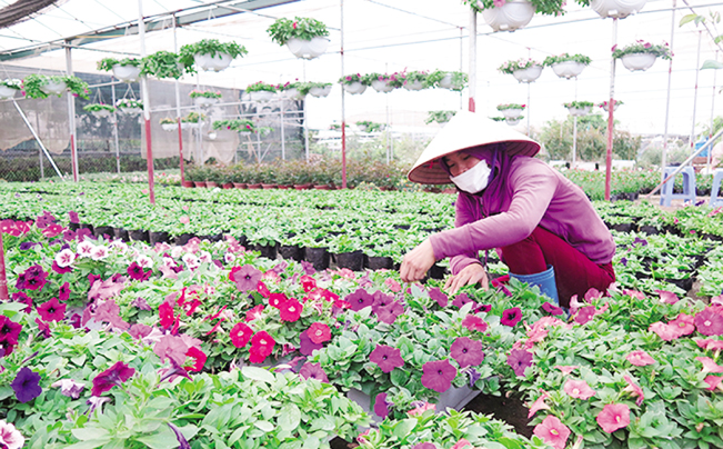 Nhờ được đầu tư, cung cấp đồng bộ về điện, thủy lợi đến các cánh đồng, nghề trồng hoa ở xã Xuân Quan đang ngày càng phát triển. Nhờ được đầu tư, cung cấp đồng bộ về điện, thủy lợi đến các cánh đồng, nghề trồng hoa ở xã Xuân Quan đang ngày càng phát triển.