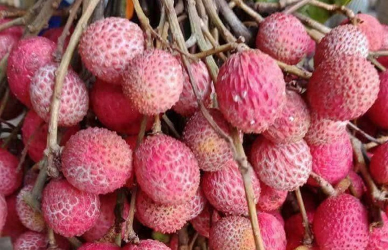 Cây trường có đặc thù là phải trên 30 năm mới cho quả và 3 năm mới ra quả 1 lần. Ảnh blogspot. Cây trường có đặc thù là phải trên 30 năm mới cho quả và 3 năm mới ra quả 1 lần. Ảnh blogspot.