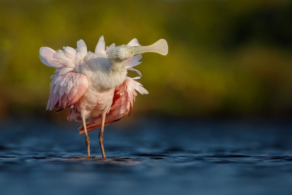 Bức ảnh chụp một con cò mỏ thìa màu hồng Roseate Spoonbill giúp nhiếp ảnh gia Petr Bambousek đến từ Cộng hòa Séc chiến thắng ở hạng mục Hồ sơ dự thi ấn tượng nhất. Bức ảnh chụp một con cò mỏ thìa màu hồng Roseate Spoonbill giúp nhiếp ảnh gia Petr Bambousek đến từ Cộng hòa Séc chiến thắng ở hạng mục Hồ sơ dự thi ấn tượng nhất.
