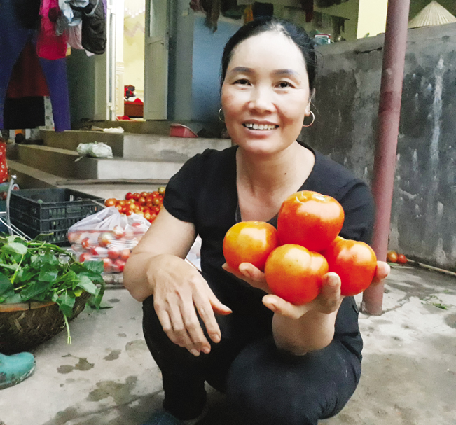 Cà chua của gia đình chị Hà được trồng theo quy trình VietGAP, quả to, mẫu mã đẹp. Cà chua của gia đình chị Hà được trồng theo quy trình VietGAP, quả to, mẫu mã đẹp.