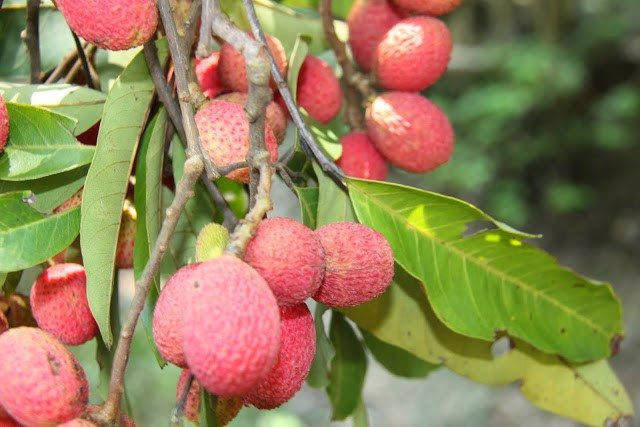 Ở An Giang, loài cây rừng này mọc rải rác khắp vùng Bảy Núi, đặc biệt là núi Cô Tô, núi Dài, núi Cấm… Ảnh blogspot. Ở An Giang, loài cây rừng này mọc rải rác khắp vùng Bảy Núi, đặc biệt là núi Cô Tô, núi Dài, núi Cấm… Ảnh blogspot.