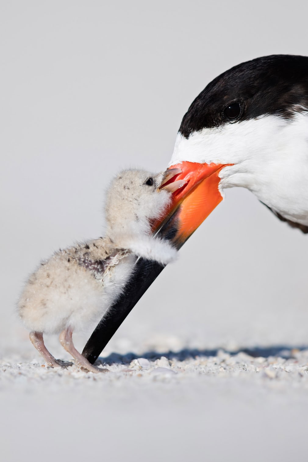 Bức ảnh chụp con chim xúc cá đen non âu yếm chim mẹ của nhiếp ảnh gia người Mỹ Thomas Chadwick đoạt giải đồng ở hạng mục Tập tính loài chim. Bức ảnh chụp con chim xúc cá đen non âu yếm chim mẹ của nhiếp ảnh gia người Mỹ Thomas Chadwick đoạt giải đồng ở hạng mục Tập tính loài chim.