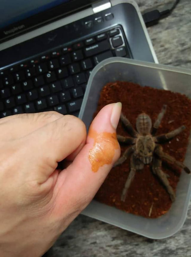 Nhện Tarantula. Nhện Tarantula.